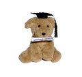 Honey Graduation Dog